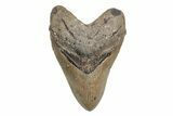 Serrated, Fossil Megalodon Tooth - North Carolina #219958-1
